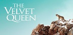 Η Λεοπάρδαλη του Χιονιού / Τhe velvet queen<br/>